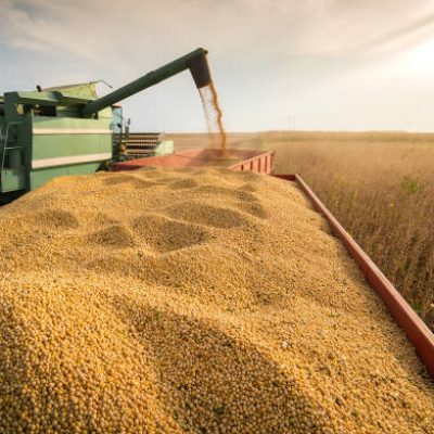 A combine harvesting soybeans at sunset A combine harvesting soybeans at sunset